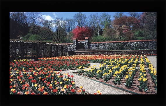 鬱金香花園分辨率測試卡B-4